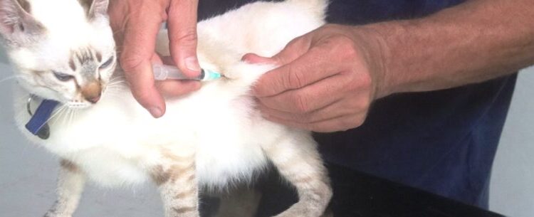 CCZ de Caraguatatuba faz atendimento móvel no bairro Pegorelli