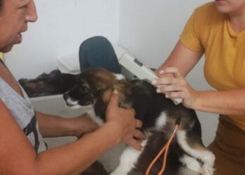 Mais de 1,9 mil animais são encaminhados para castração pelo CCZ de Caraguatatuba neste ano