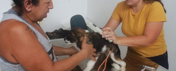 Mais de 1,9 mil animais são encaminhados para castração pelo CCZ de Caraguatatuba neste ano