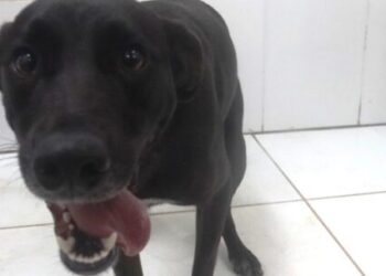 Caraguatatuba tem Feira de Adoção de Cães e Gatos neste sábado