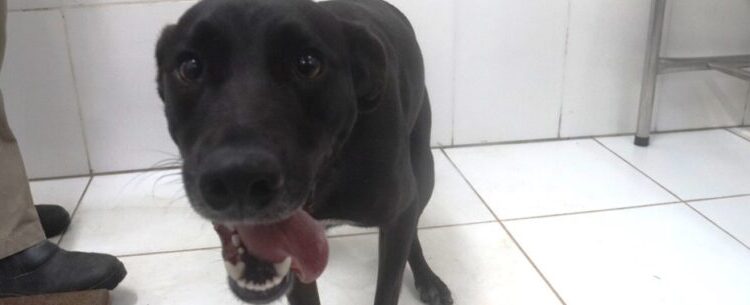 Caraguatatuba tem Feira de Adoção de Cães e Gatos neste sábado