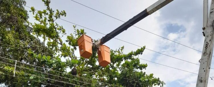 Defesa Civil e Sesep trabalham em retirada de abelhas em escola do Ipiranga