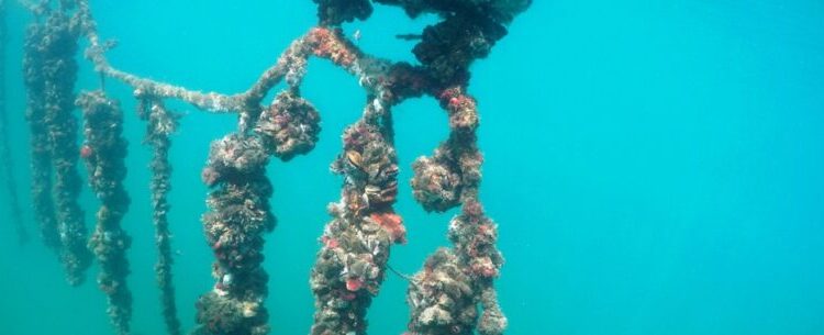 Laudo descarta presença de biotoxinas e Estado libera venda e consumo de mexilhão em Caraguatatuba