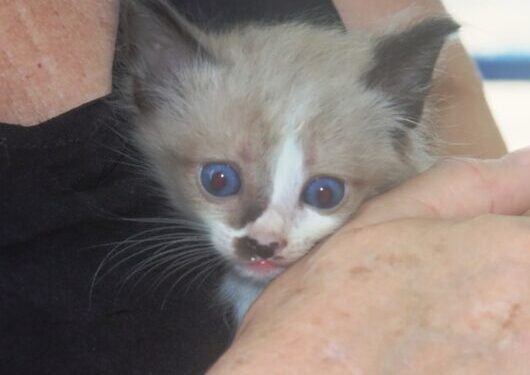 Sábado é dia de Feira de Adoção de Cães e Gatos no CCZ de Caraguatatuba