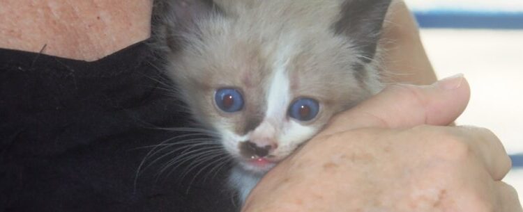 Sábado é dia de Feira de Adoção de Cães e Gatos no CCZ de Caraguatatuba