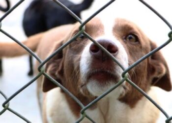 CCZ de Caraguatatuba proporciona novo lar para 99 animais neste ano e cerca de 40 pets seguem para adoção