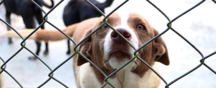 CCZ de Caraguatatuba proporciona novo lar para 99 animais neste ano e cerca de 40 pets seguem para adoção