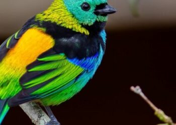 Saíra-sete-cores é escolhida como ave símbolo de Caraguatatuba