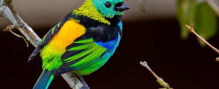 Saíra-sete-cores é escolhida como ave símbolo de Caraguatatuba