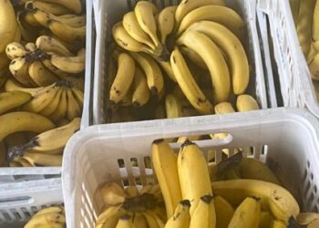 Mais de 1,6 mil pessoas são beneficiadas pelo Banco de Alimentos em Caraguatatuba