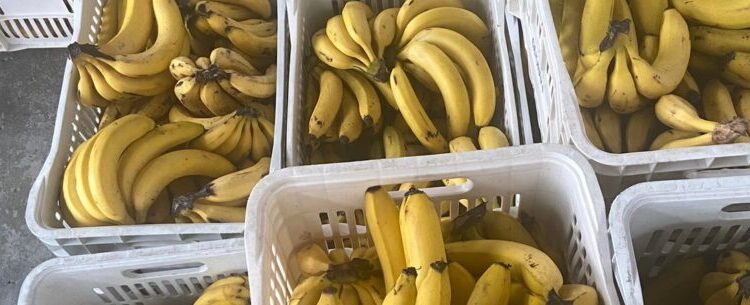 Mais de 1,6 mil pessoas são beneficiadas pelo Banco de Alimentos em Caraguatatuba