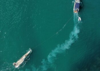 Instituto Argonauta atende ocorrência envolvendo uma baleia morta próximo à Ilha Anchieta