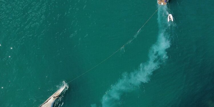 Instituto Argonauta atende ocorrência envolvendo uma baleia morta próximo à Ilha Anchieta