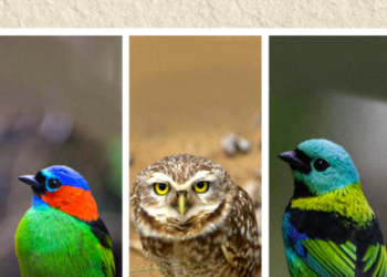 Eleição da ave símbolo de Caraguatatuba encerra hoje