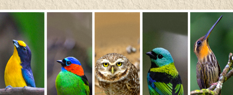 Eleição da ave símbolo de Caraguatatuba encerra hoje