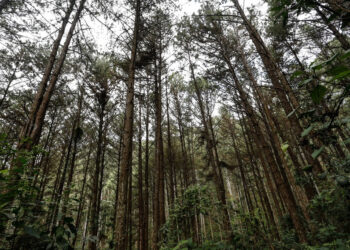  PEC que permite ampliar alíquota da cota do ICMS para municípios que plantam ou protegem as florestas é aprovada    