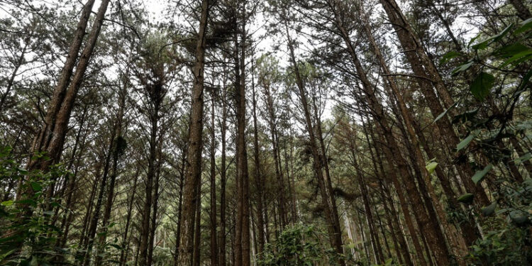  PEC que permite ampliar alíquota da cota do ICMS para municípios que plantam ou protegem as florestas é aprovada    