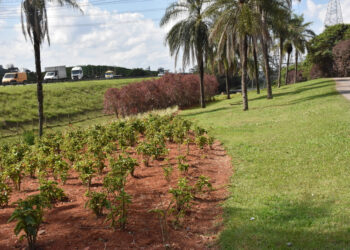  Semil investe R＄ 4,5 milhões em paisagismo do Jardim Metropolitano 