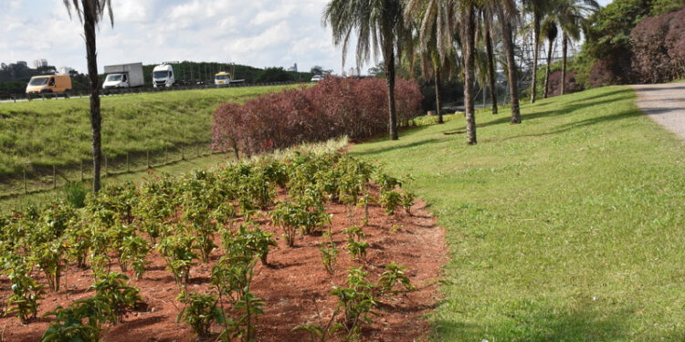  Semil investe R＄ 4,5 milhões em paisagismo do Jardim Metropolitano 
