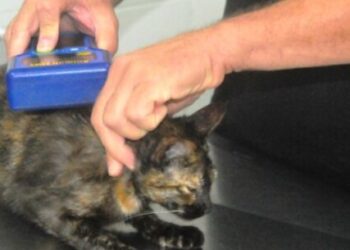 Prefeitura de Caraguatatuba abre agendamento para 300 vagas de castração de cães e gatos nesta segunda-feira