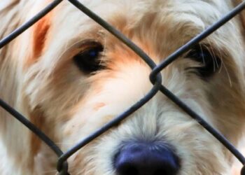 Cerca de 40 animais estão disponíveis para adoção neste sábado no CCZ de Caraguatatuba