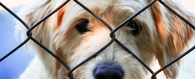 Cerca de 40 animais estão disponíveis para adoção neste sábado no CCZ de Caraguatatuba