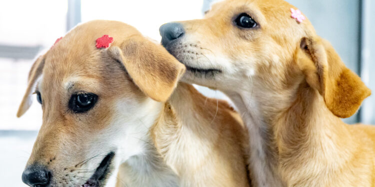 Mais de 100 pets estão disponíveis para adoção em Bertioga; Saiba como adotar