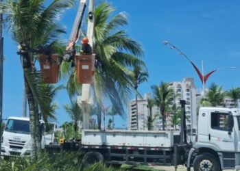 Prefeitura de Caraguatatuba promove limpeza de coqueiros para mais segurança