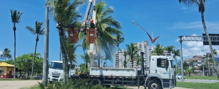 Prefeitura de Caraguatatuba promove limpeza de coqueiros para mais segurança