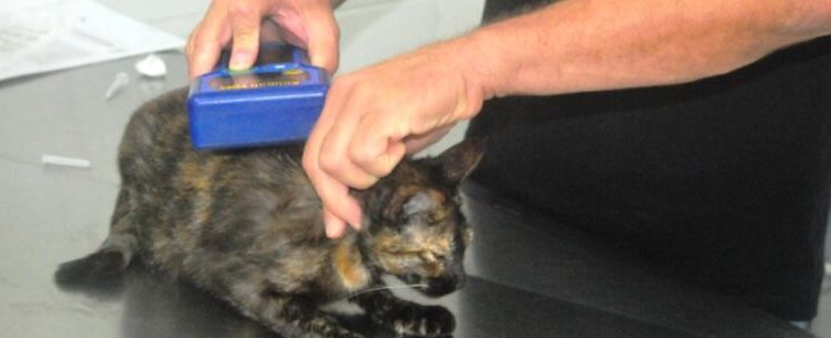 Prefeitura de Caraguatatuba abre agendamento para 400 vagas de castração de cães e gatos nesta sexta-feira