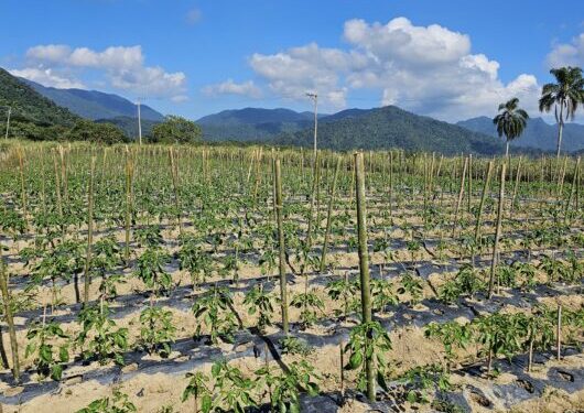 Prefeitura de Caraguatatuba e SENAR/SP promovem curso gratuito de Olericultura Orgânica