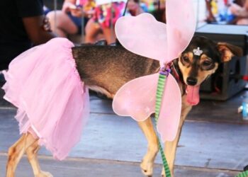 CarnaPet promete muita diversão para os bichinhos na terça-feira de Carnaval