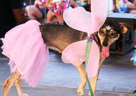 CarnaPet promete muita diversão para os bichinhos na terça-feira de Carnaval