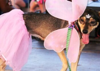 CarnaPet promete muita diversão para os bichinhos na terça-feira de Carnaval
