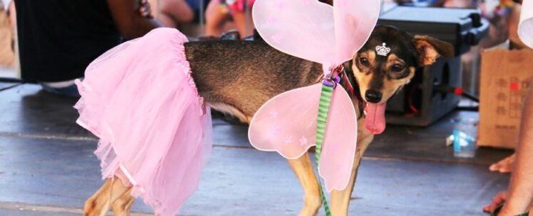 CarnaPet promete muita diversão para os bichinhos na terça-feira de Carnaval