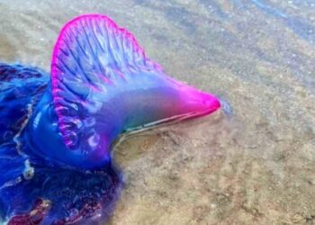 Caraguatatuba orienta sobre cuidados corretos em caso de queimaduras por águas vivas