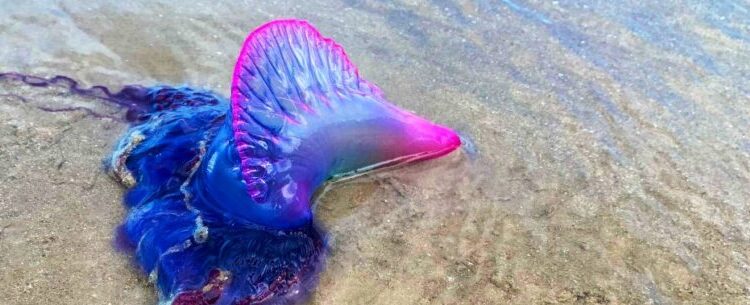 Caraguatatuba orienta sobre cuidados corretos em caso de queimaduras por águas vivas