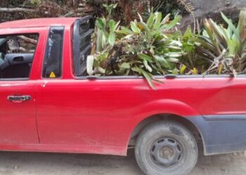 Prefeitura de Caraguatatuba realiza realocação de bromélias do Recanto Vanja para Parque Juqueriquerê