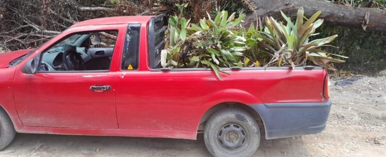 Prefeitura de Caraguatatuba realiza realocação de bromélias do Recanto Vanja para Parque Juqueriquerê