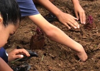 Prefeitura de Caraguatatuba e Casa Beija Flor realizam horta comunitária