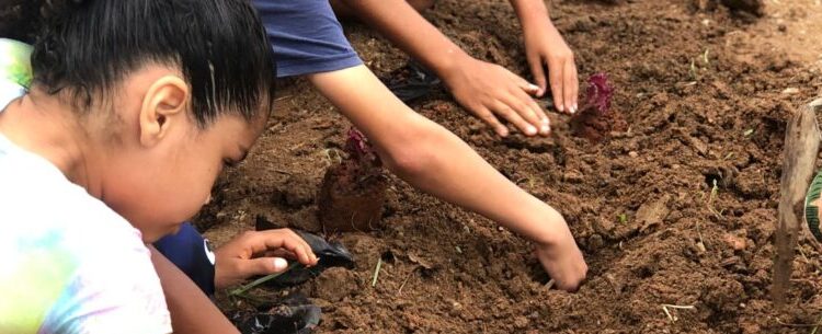 Prefeitura de Caraguatatuba e Casa Beija Flor realizam horta comunitária