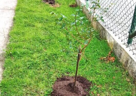 Prefeitura de Caraguatatuba realiza mais de 80 plantios de mudas nativas em projeto de arborização urbana