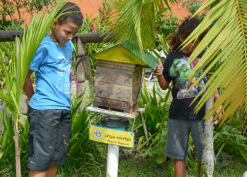 Projeto de meliponicultura em Bertioga fomenta a economia de forma sustentável