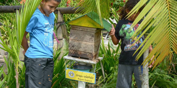 Projeto de meliponicultura em Bertioga fomenta a economia de forma sustentável