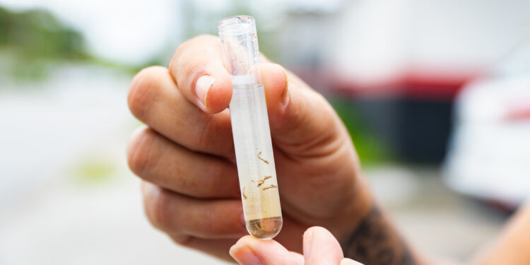 Prefeitura de Bertioga elimina mais de 750 criadouros com larvas do Aedes Aegypti durante mutirões de 2024