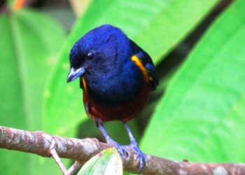 Escolha da ave-símbolo de Bertioga envolve ecoturismo, educação e meio ambiente; saiba mais sobre as candidatas