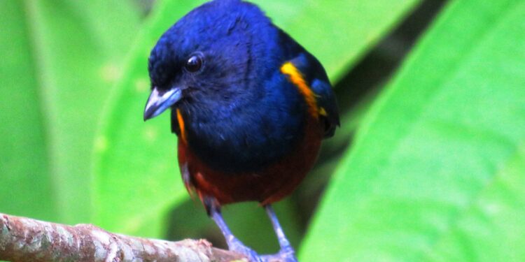 Escolha da ave-símbolo de Bertioga envolve ecoturismo, educação e meio ambiente; saiba mais sobre as candidatas