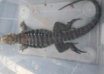 Dois animais silvestres são resgatados pelo DOA na tarde desta quarta- feira, 22