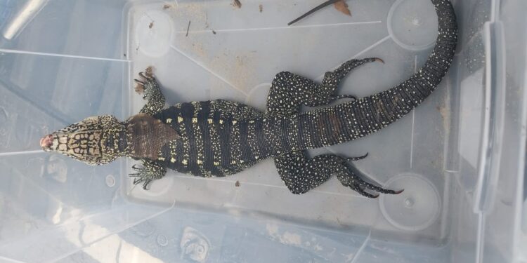 Dois animais silvestres são resgatados pelo DOA na tarde desta quarta- feira, 22