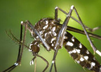 Prefeitura de Caraguatatuba segue Estado e decreta emergência por causa da dengue